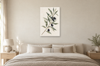 Olive Study