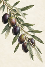 Olive Orchard — original canvas artwork