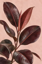 Rubber Plant — original canvas artwork