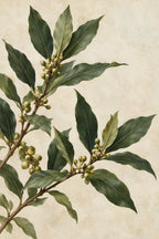Bay Laurel — original canvas artwork