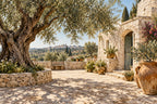 Puglia Olive Grove — original horizontal canvas artwork